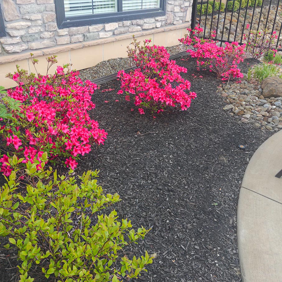 A wide, curved mulch bed lines a pathway, filled with bright pink flowers.