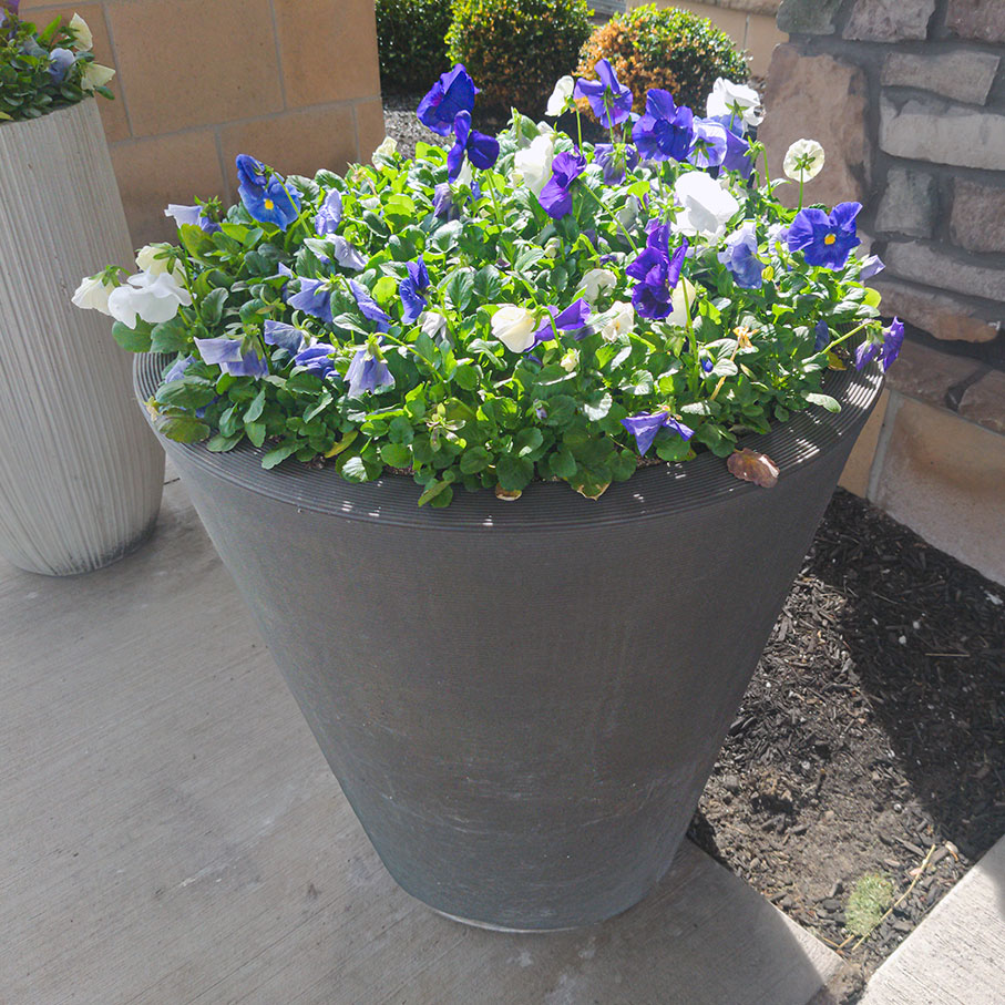 A large planter overflows with purple and white flowers.